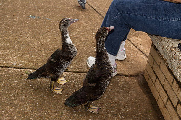 Muscovy Ducklings A nice shot of two Muscovy Ducklings begging for food at Big Spring Park in downtown Huntsville Alabama. huntsville alabama food stock pictures, royalty-free photos & images