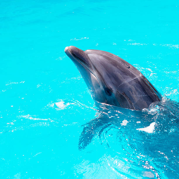 istock dolphins swim in the pool close-up 504602269
