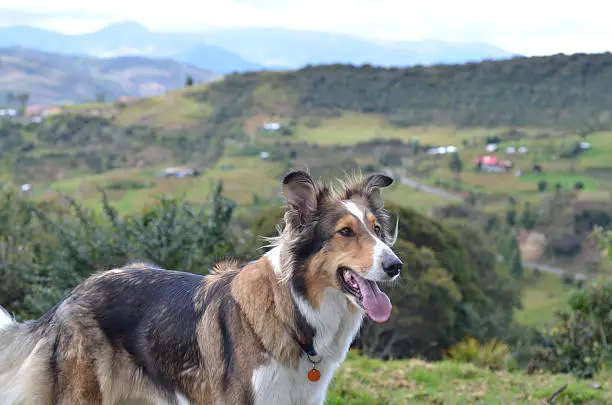 Dog on the Andes Mountain in Ecuador at 2700 meters above the sea level,