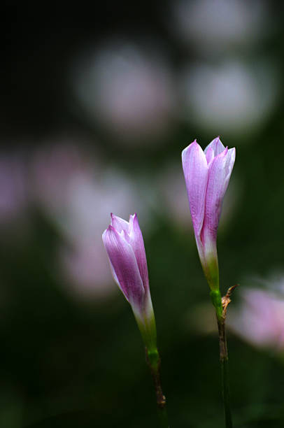istock Beauty in nature 504602763