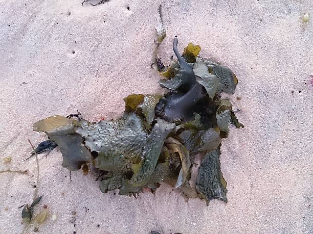 istock Seaweed washed up to shore 504603596