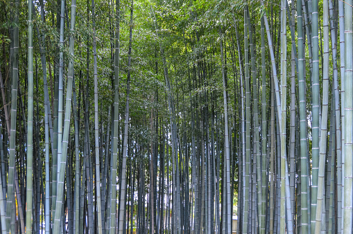 The Arashiyama Bamboo Grove is one of Kyoto’s top sights and for good reason: standing amid these soaring stalks of bamboo is like being in another world. This surreal sight is FREE and accesses directly from the main street of Arashiyama.