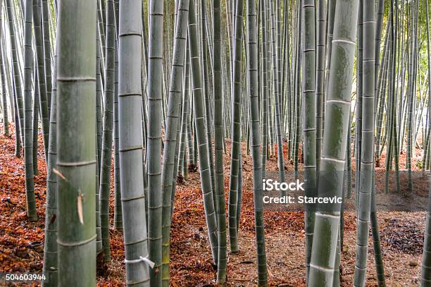 Bamboo Grove Japan Stock Photo - Download Image Now - Arashiyama, Asia, Bamboo - Plant