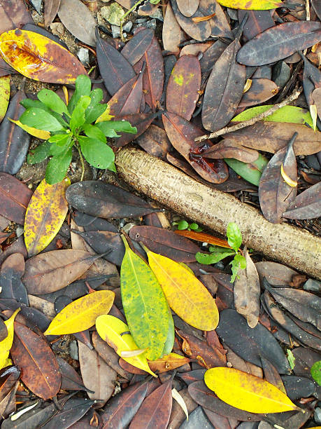 Colorful autumn leaves on ground