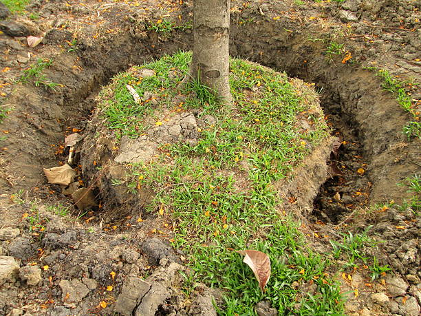istock Digging a hole on lawn for plant 504604559