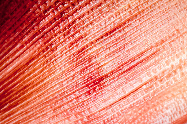 abstrait texture de fleur de bananier pour arrière-plan. - banana flower flower asian cuisine banana photos et images de collection