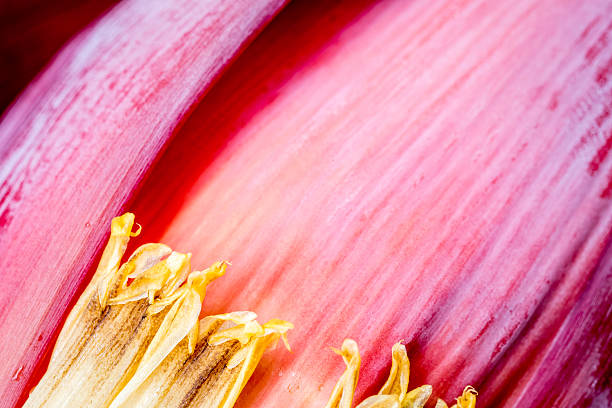 abstrait texture de fleur de bananier pour arrière-plan. - banana flower flower asian cuisine banana photos et images de collection