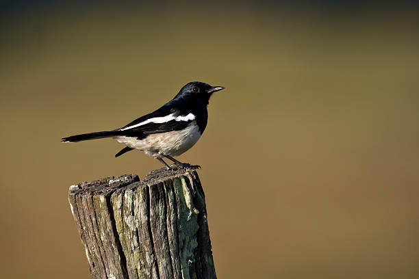 istock Oriental magpie robin bird in Nepal 504605539
