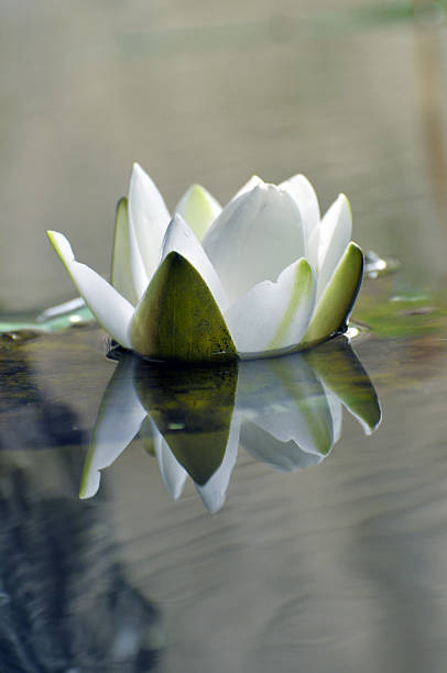 istock Beauty in nature 504605566