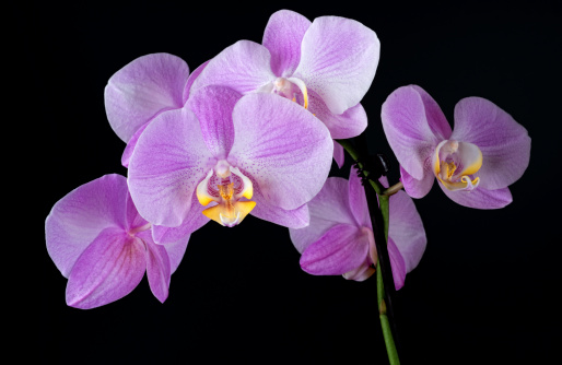 blooming phalaenopsis orchid. Also called Malaysian flower.