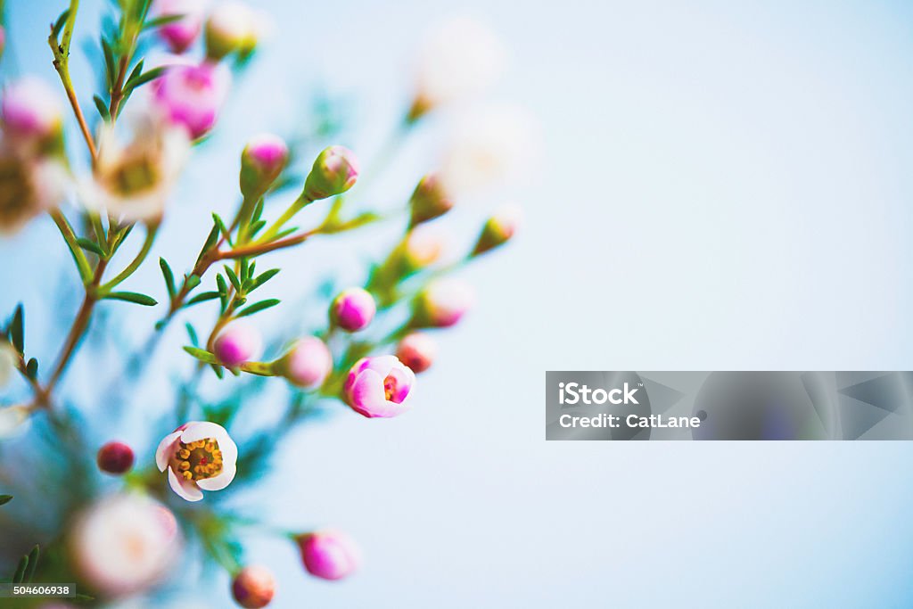 Delicate and beautiful fresh waxflowers  against blue background Flower Stock Photo