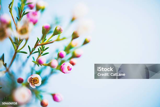 Delicate And Beautiful Fresh Waxflowers Against Blue Background Stock Photo - Download Image Now