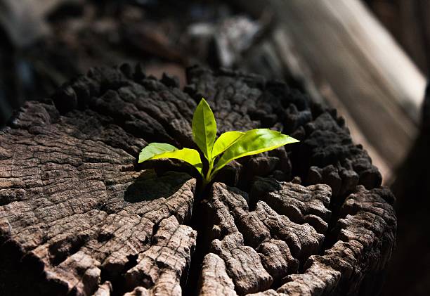 istock plant growing out of a tree stump 504606964