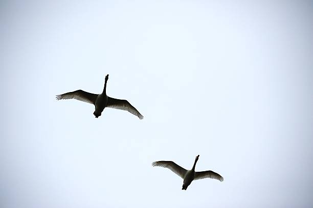 istock The swan which dances over a lake. 504607684