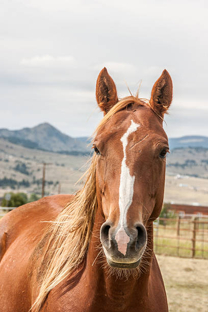istock Portrait of a Horse 504607974