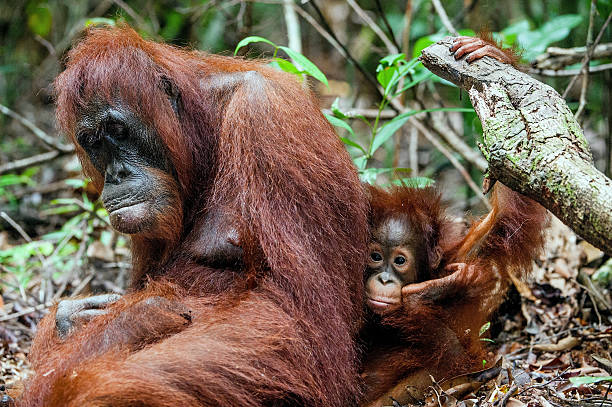 istock The female orangutan with a cub 504608406