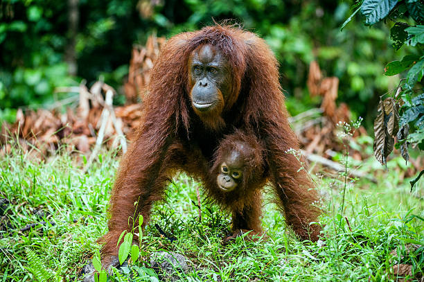 istock The female orangutan with a cub 504608482