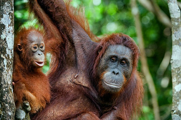 istock The female orangutan with a cub 504608536