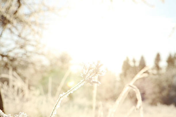 istock Branch with hoarfrost close-up 504608566