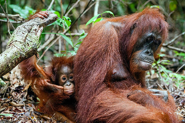 istock The female orangutan with a cub 504608630