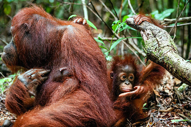 istock The female orangutan with a cub 504608662