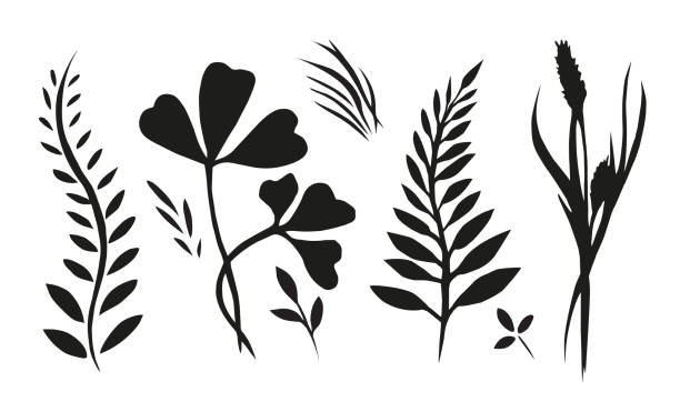 ilustrações, clipart, desenhos animados e ícones de conjunto de plantas, ervas e grama pintada com tinta - george w bush