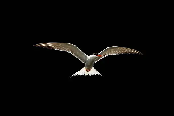 common tern in flight isolated on black background