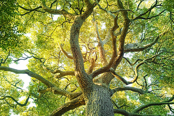 árbol de hoja perenne - alcanforero fotografías e imágenes de stock