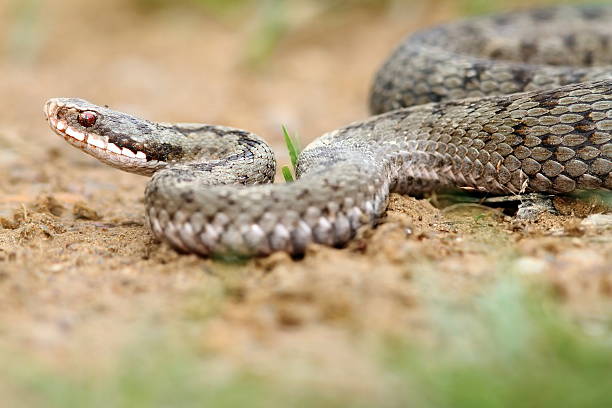 female european viper on ground