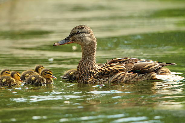 istock female mallard duck with ducklings on lake 504610764