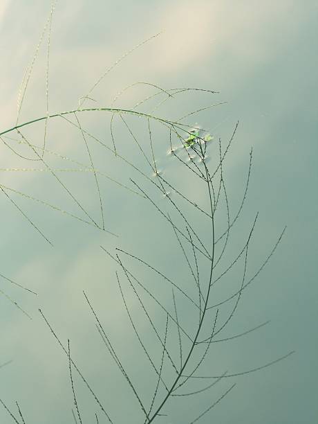 istock vintage color background with grass flower 504610838