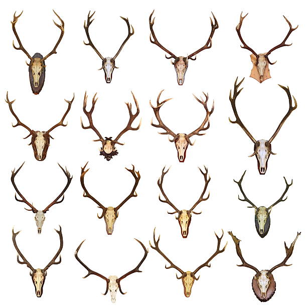 grande collezione di trofei di caccia isolato red deer - deer stag wall animal head foto e immagini stock