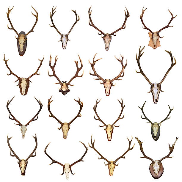 의 격리됨에 붉은사슴 사냥 트로피 - antler stag deer animal skull 뉴스 사진 이미지