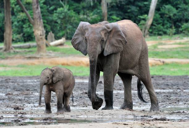 istock The elephant calf with  elephant cow 504614330