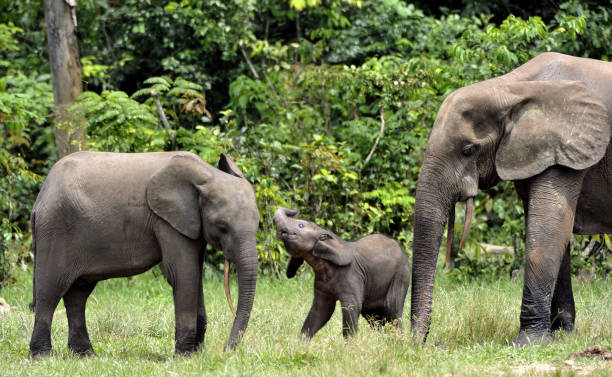 istock The Elephant Family 504614434