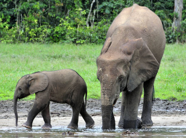 istock The elephant calf  with  elephant cow 504614636