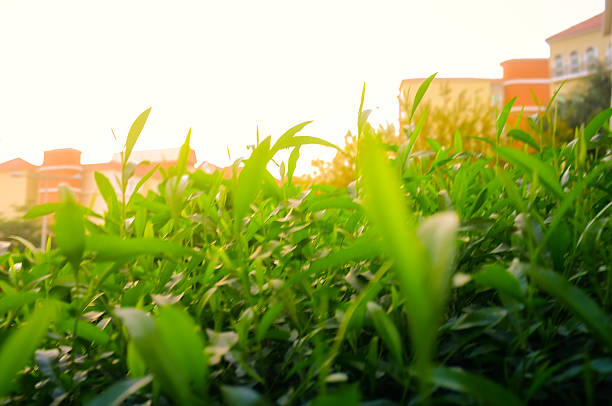 Brightly illuminated fresh plants and leaves in a community garden of Dubai, United Arab Emirates