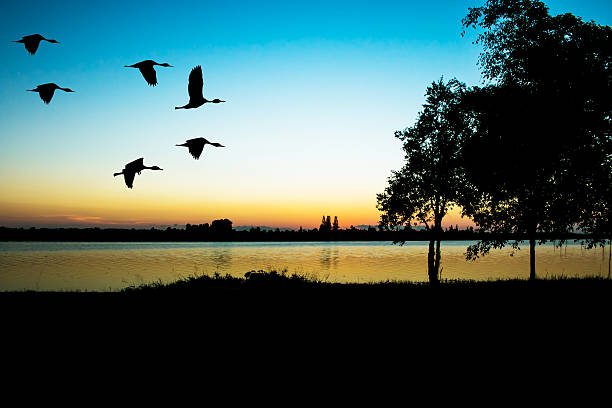 istock teal fly on sunset at the river background 504616472