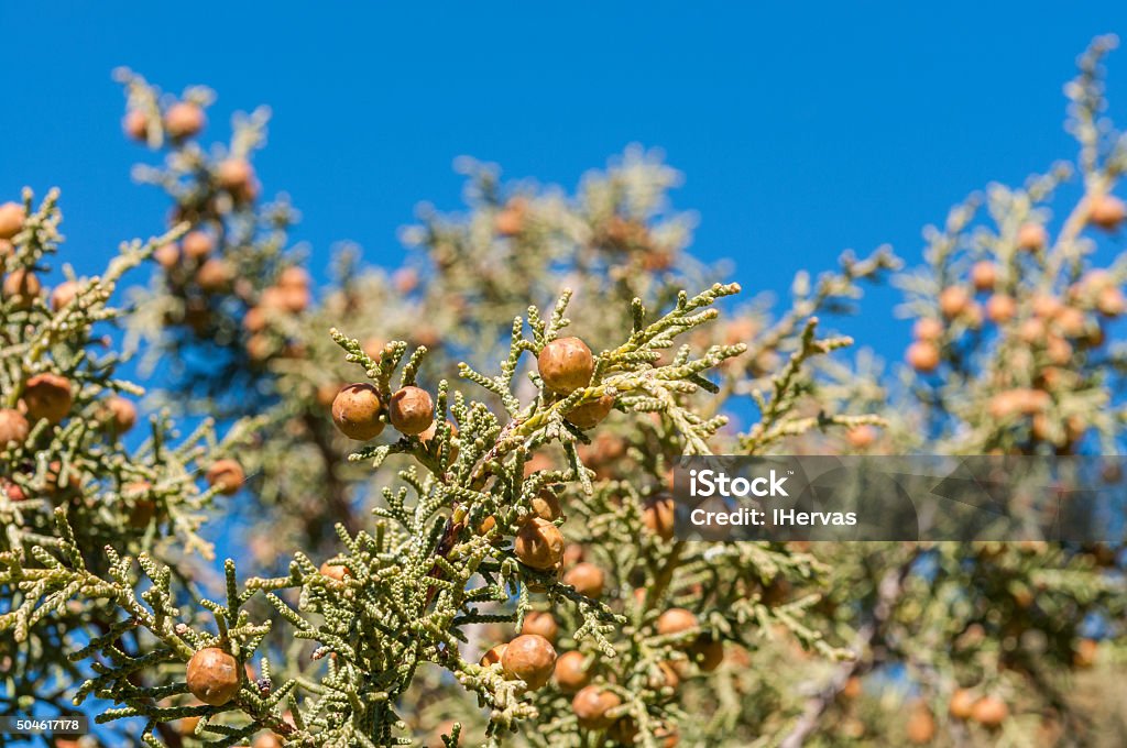 Phoenician juniper, Juniperus phoenicea Detail of leaves, branches and fruits of Phoenician juniper, Juniperus phoenicea. It is a juniper found throughout the Mediterranean Region. Photo taken in Buendia, Cuenca, Spain. Botany Stock Photo