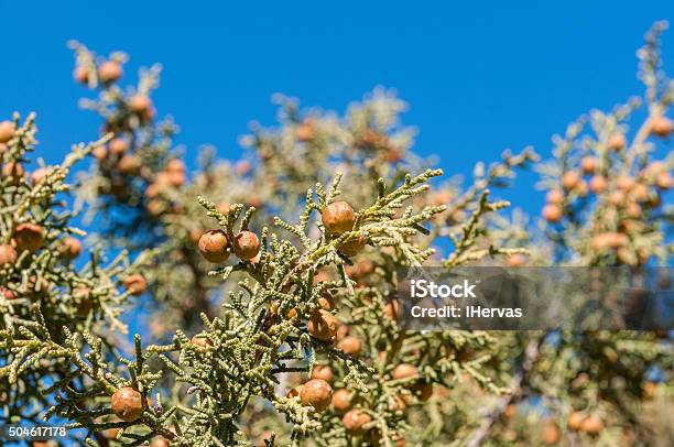 Phoenician Juniper Juniperus Phoenicea Stock Photo - Download Image Now - Botany, Branch - Plant Part, Bush