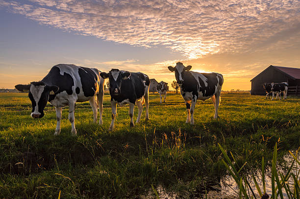 vaches dans la soirée d'été - animals feeding photos et images de collection