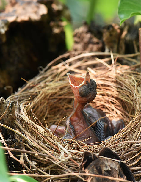 ฺbaby 야생조류 - dependency animal nest robin bird 뉴스 사진 이미지