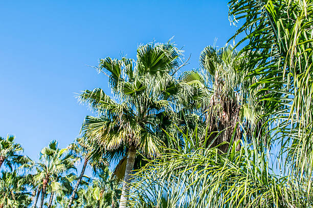 istock Tropical Island with palm trees 504632590