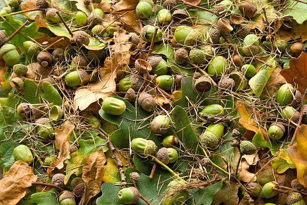 istock Oak leaves and acorns 504633024