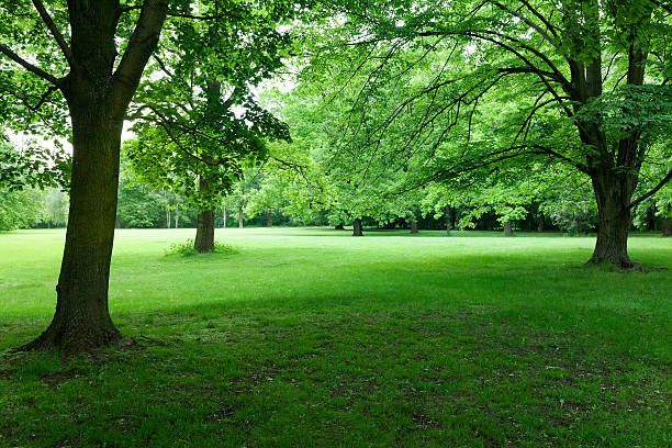 istock Landscape in the Tiergarten Park 504634116