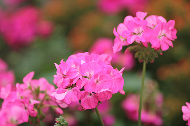 istock flower beds in formal garden 504634120