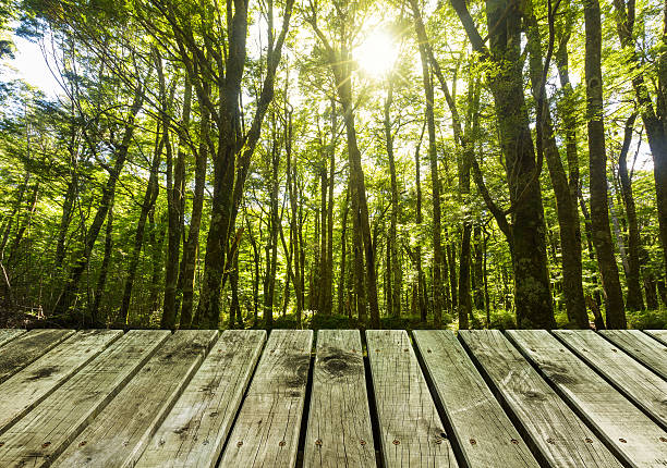 istock wooden pier with forest  background 504635426
