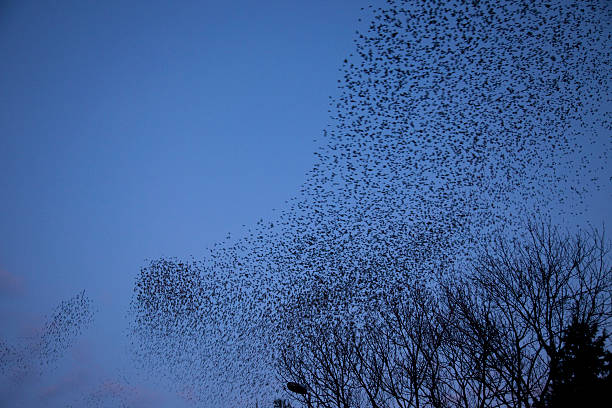 istock dance of the starlings 504636528