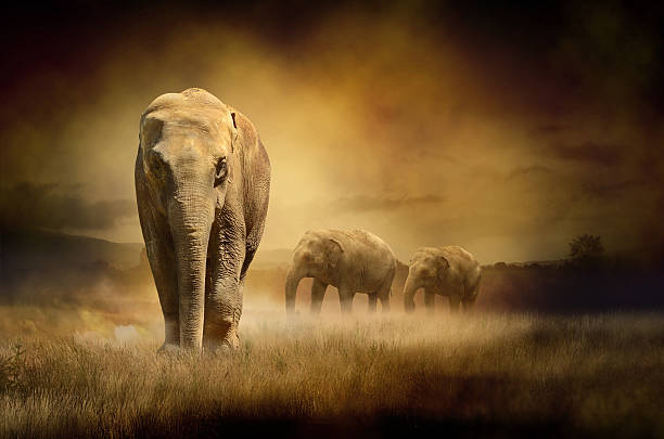 Elephants at sunset Animal concept. Image can be used for several purposes like: background, banner, promotional materials, canvas print, poster, presentation templates, advertising and printed materials. stampeding photos stock pictures, royalty-free photos & images