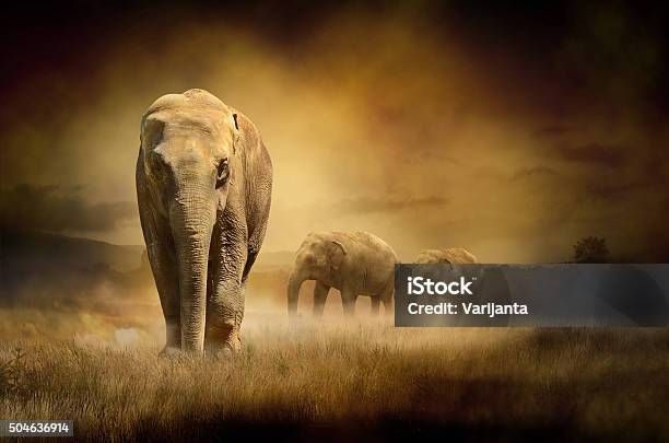 Elephants At Sunset Stock Photo - Download Image Now - Elephant, Stampeding, Africa